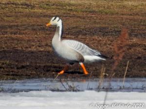 Tiibetinhanhi Tornio 6.5.2023 Seppo Mäkitalo